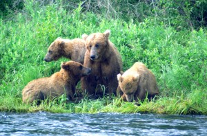 Mom teaching her cubs to fish