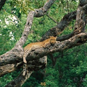 Botswana: Leopard whiles away the afternoon lying in a tree, Okavango Delta, 2003
