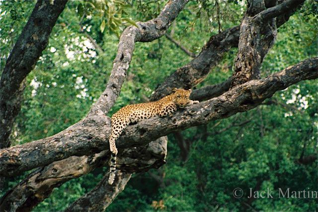 Botswana: Leopard whiles away the afternoon lying in a tree, Okavango Delta, 2003