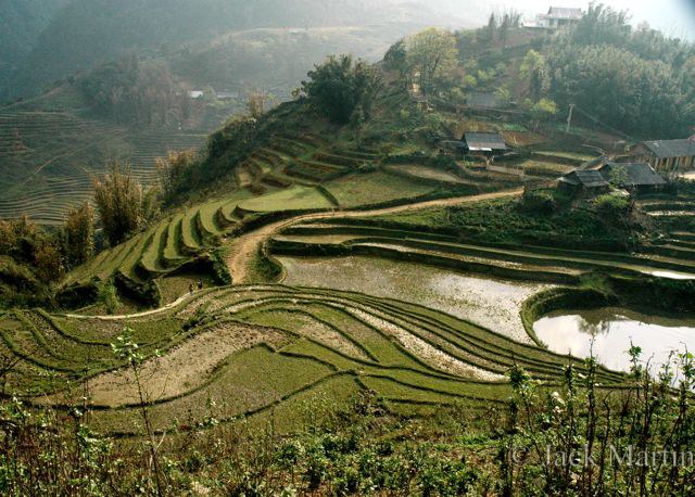 Vietnam/ Terraced rice fields near SaPa